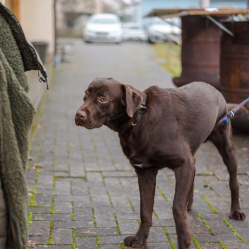 Christbaumverkauf-2025-43