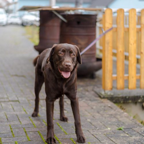 Christbaumverkauf-2025-44