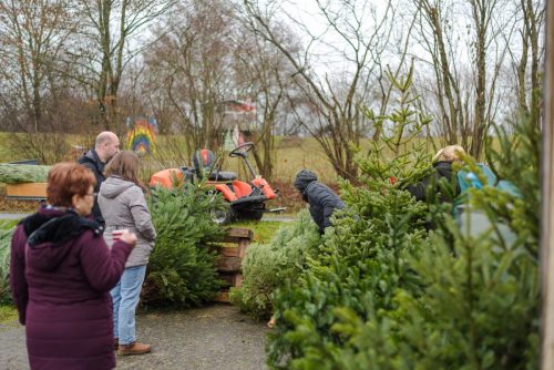 Christbaumverkauf-2025-66